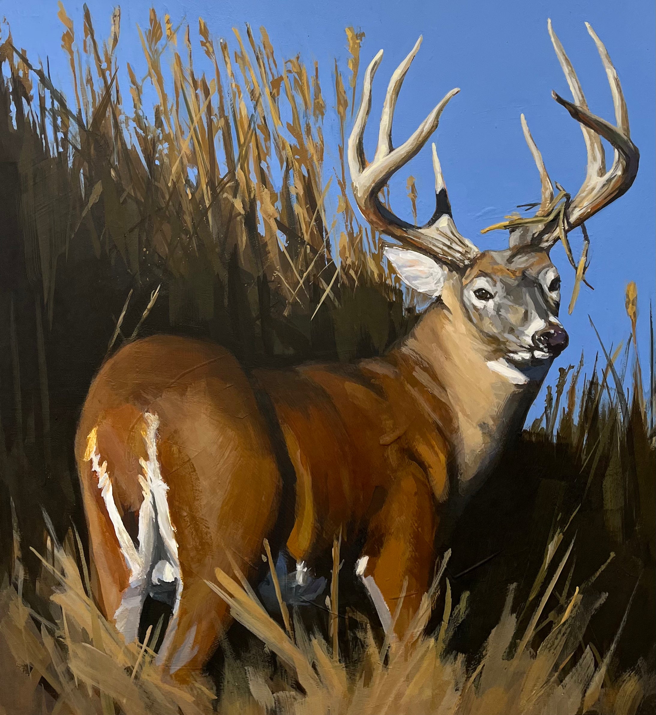 Marsh Buck Whitetail Deer Painting 16 x16